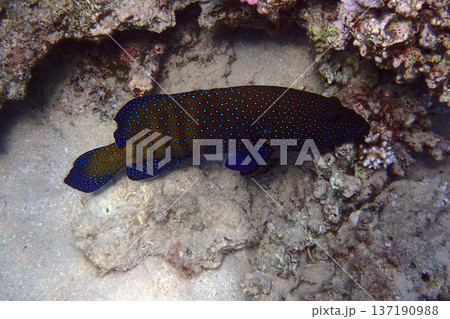 nice coral reef in the Egypt, Safaga 137190988