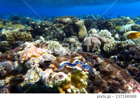 nice coral reef in the Egypt, Safaga 137190989
