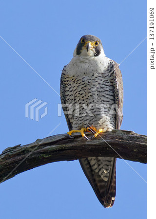 高い枝からこちらを見るハヤブサ 137191069