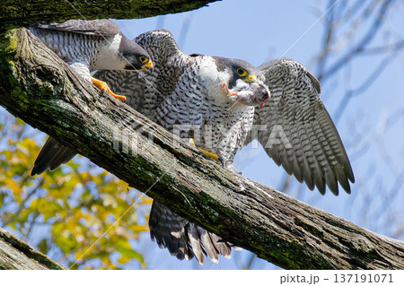 雄から求愛給餌を受けたハヤブサの雌 137191071