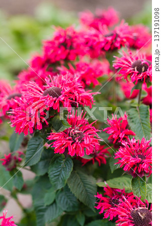 Bright red Monarda Bee Happy in summer bloom 137191098