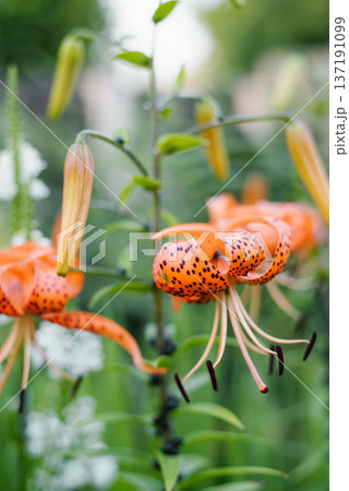 Tiger lily orange petals spotted closeup bloom Tiger lily orange petals spotted closeup bloom 137191099