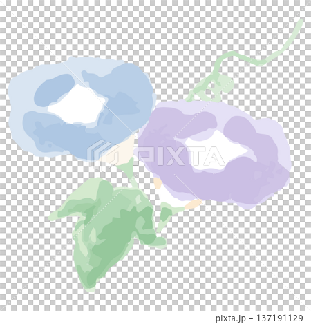 Easy watercolor illustration series for kindergartens and nurseries in July | Morning glory 137191129