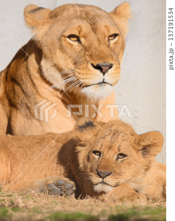 座るライオンの母と子 137191534