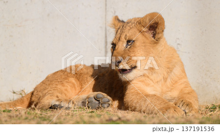 微笑む？ライオンの子 137191536