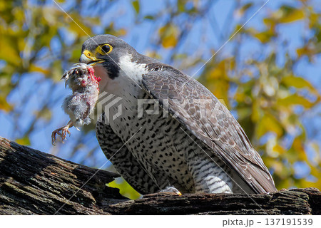 雄から貰った獲物を食べるハヤブサ雌 137191539