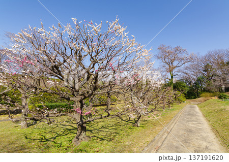西山公園の梅の花(愛知県豊田市) 西山公園の梅の花(愛知県豊田市) 137191620