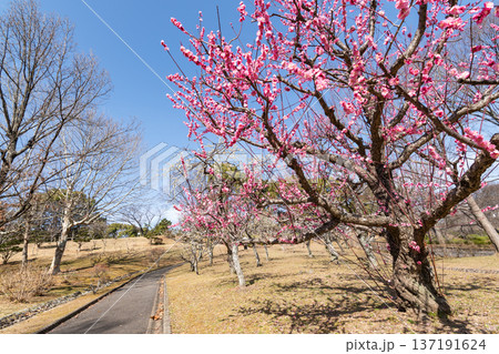 西山公園の梅の花(愛知県豊田市) 西山公園の梅の花(愛知県豊田市) 137191624