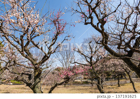 西山公園の梅林(愛知県豊田市) 西山公園の梅林(愛知県豊田市) 137191625