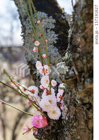 幹から直接咲いた梅の花(愛知県豊田市) 幹から直接咲いた梅の花(愛知県豊田市) 137191627
