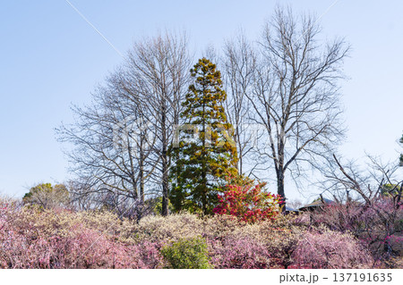 平芝公園の梅林（愛知県豊田市） 137191635