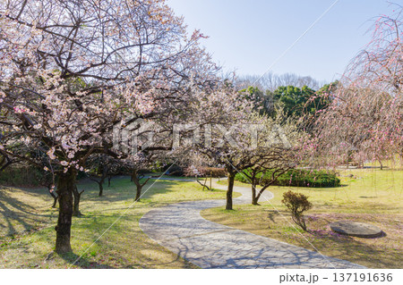 平芝公園の梅林（愛知県豊田市） 137191636
