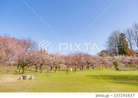 平芝公園の梅林(愛知県豊田市) 平芝公園の梅林(愛知県豊田市) 137191637