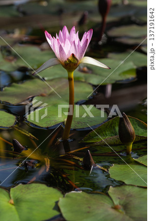 スイレン「ムラサキシキブ」の花(愛知県豊田市) スイレン「ムラサキシキブ」の花(愛知県豊田市) 137191642