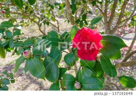 赤い椿「紅唐子」の花（愛知県豊田市） 137191649