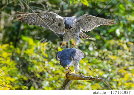 交尾のため雌の背中に乗るハヤブサ雄 137191987
