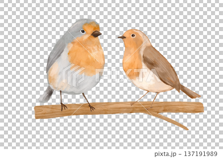 Bird robin couple in love with cute illustration, watercolor tree branch in spring nature. Romantic pair for cards and decor. Bird robin couple in love with cute illustration, watercolor tree branch in spring nature. Romantic pair for cards and decor. 137191989