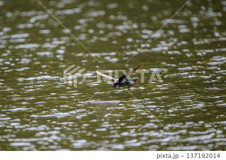 湖を高速飛行するハリオアマツバメ 137192014