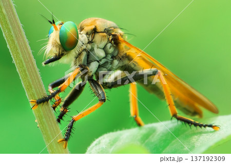 fly on green leaf 137192309