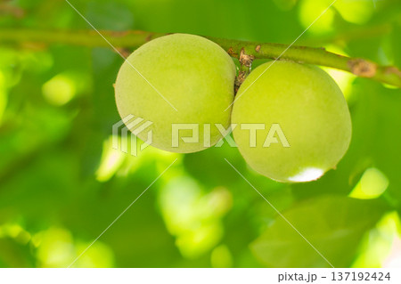 青梅の実 青梅の実 137192424