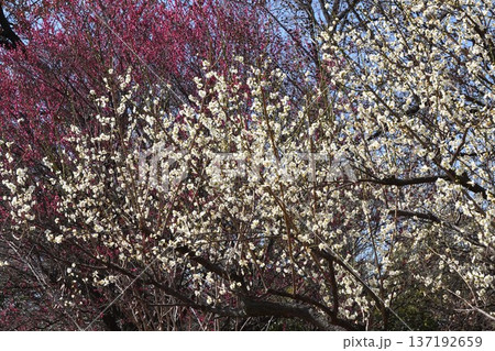 梅の花(白梅)・2026年2月 梅の花(白梅)・2026年2月 137192659