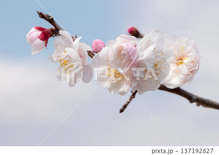 梅の花 137192827