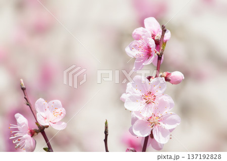 桃の花 137192828