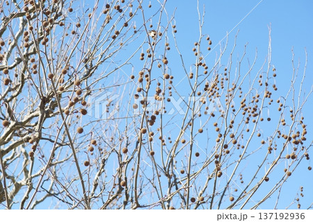 早春のプラタナス 137192936