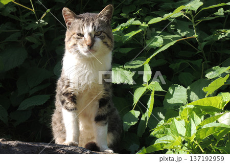 野良猫 137192959