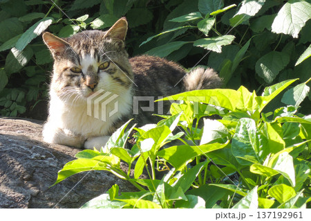 野良猫 137192961