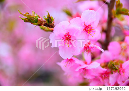 京都の見頃を迎えた桃の花 137192962