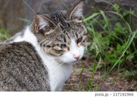 野良猫 137192966