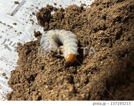 ギラファノコギリクワガタの幼虫(マット飼育・菌糸ビン) ギラファノコギリクワガタの幼虫(マット飼育・菌糸ビン) 137193213