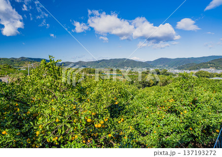 浜松市の三ヶ日みかんの風景(静岡県) 浜松市の三ヶ日みかんの風景(静岡県) 137193272