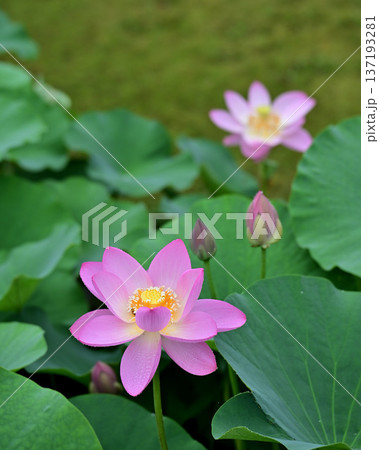 千葉公園の蓮園にて、ピンク色の蓮の花と蕾 千葉公園の蓮園にて、ピンク色の蓮の花と蕾 137193281
