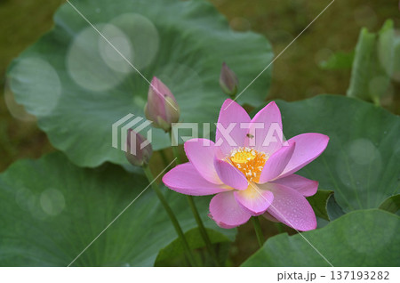 千葉公園の蓮園にて、ピンク色の蓮の花と蜜を吸う蜂 千葉公園の蓮園にて、ピンク色の蓮の花と蜜を吸う蜂 137193282