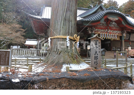 Thousand year old Japanese cedar trees at the Kitaguchi hongu fuji Sengen Jinja Shinto Shrine at Fujiyoshida, in Yamanashi Japan at the foot of Mt. Fuji 137193323