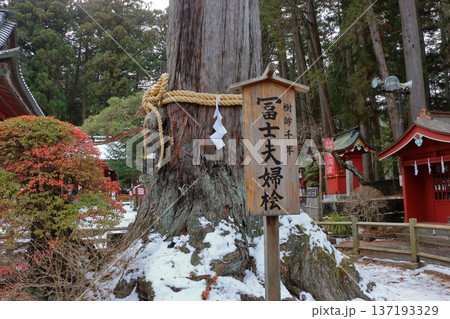 Thousand year old Japanese cedar trees at the Kitaguchi hongu fuji Sengen Jinja Shinto Shrine at Fujiyoshida, in Yamanashi Japan at the foot of Mt. Fuji Thousand year old Japanese cedar trees at the Kitaguchi hongu fuji Sengen Jinja Shinto Shrine at Fujiyoshida, in Yamanashi Japan at the foot of Mt. Fuji 137193329