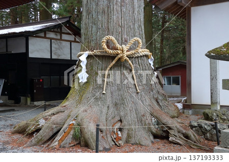 Thousand year old Japanese cedar trees at the Kitaguchi hongu fuji Sengen Jinja Shinto Shrine at Fujiyoshida, in Yamanashi Japan at the foot of Mt. Fuji 137193333