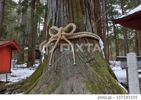 Thousand year old Japanese cedar trees at the Kitaguchi hongu fuji Sengen Jinja Shinto Shrine at Fujiyoshida, in Yamanashi Japan at the foot of Mt. Fuji 137193335