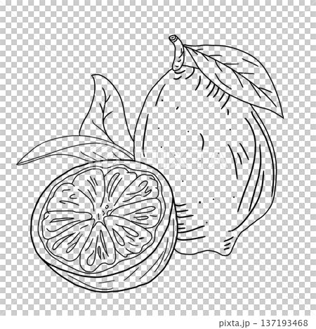 line drawing featuring two lemons illustration art  137193468