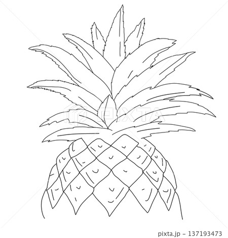 a simple line drawing of a pineapple, illustration art  137193473