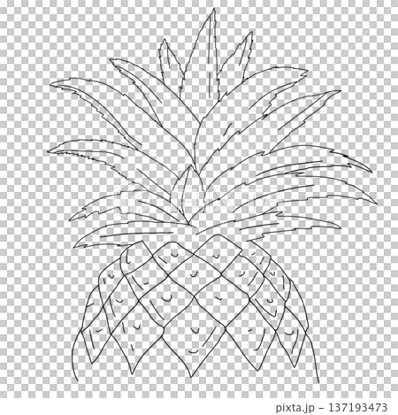 a simple line drawing of a pineapple, illustration art  137193473