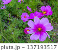 コスモス（沖縄県） 137193517