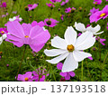 コスモス（沖縄県） 137193518