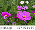 コスモス（沖縄県） 137193519