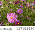 コスモス（沖縄県） 137193520