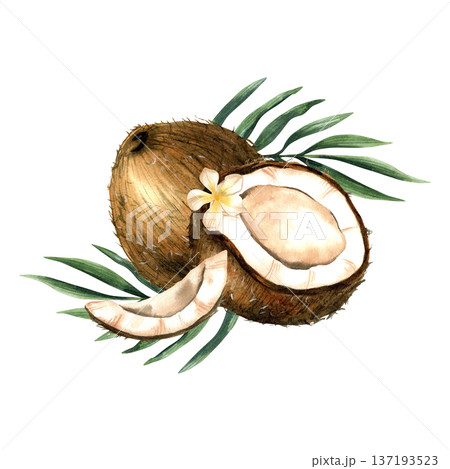 Watercolor coconut composition with half and slice with milk and tropical leaves. Botanical isolated illustration. 137193523