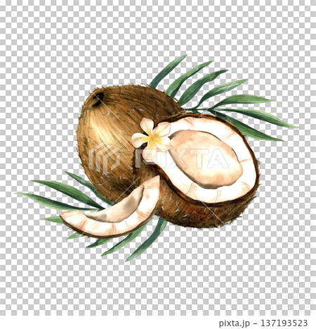 Watercolor coconut composition with half and slice with milk and tropical leaves. Botanical isolated illustration. 137193523