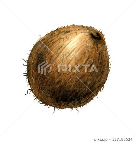 Whole coconut watercolor botanical isolated illustration. 137193524